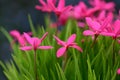 Summerstar Rhodoxis Fairy Tale pink-purple flowers